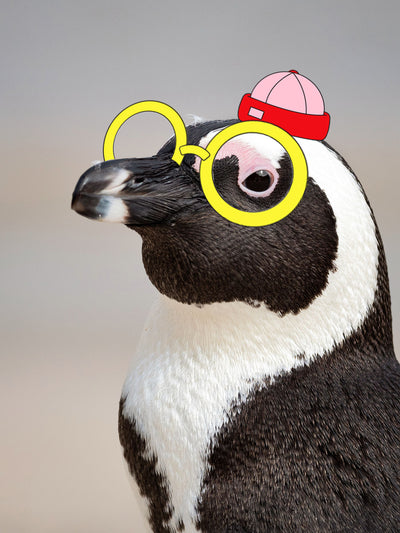 Ein Pinguin mit Brille? Diese 5 Tiere haben voll den Durchblick